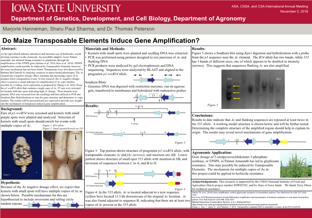 Do Maize Transposable Elements Induce Gene Amplification?