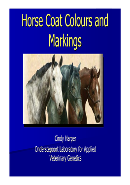 Horse Coat Colours and Markings
