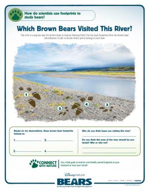 Which Brown Bears Visited This River?