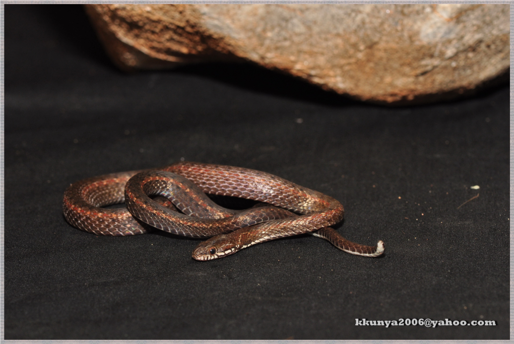 On the Occurrence of Amphiesma Khasiense (Serpentes: Natricidae) in Thailand