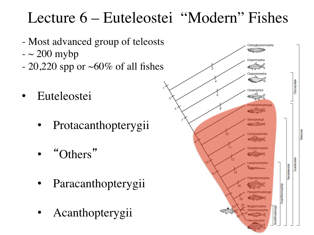 Lecture 6 – Euteleostei “Modern” Fishes