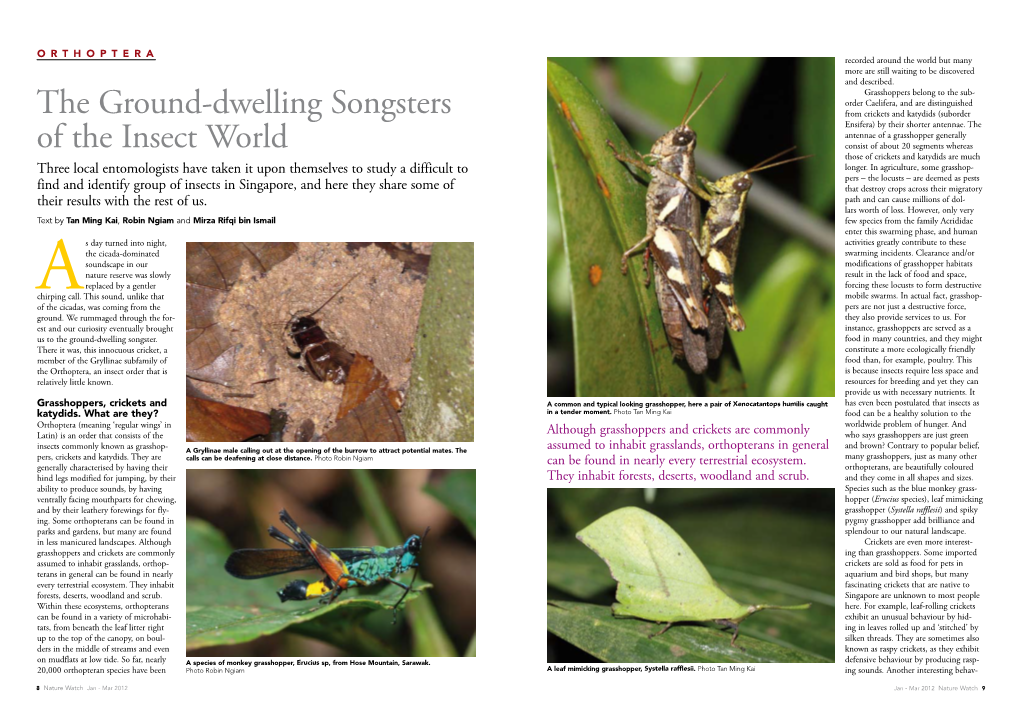The Ground-Dwelling Songsters of the Insect World