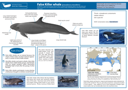 False Killer Whale Fact Sheet