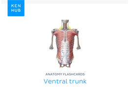 Anatomy Flashcards: Ventral Trunk