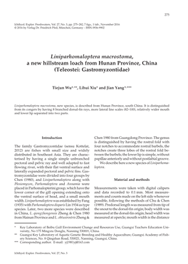Liniparhomaloptera Macrostoma, a New Hillstream Loach from Hunan Province, China (Teleostei: Gastromyzontidae)