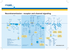 Neurotransmission: Receptor Signaling