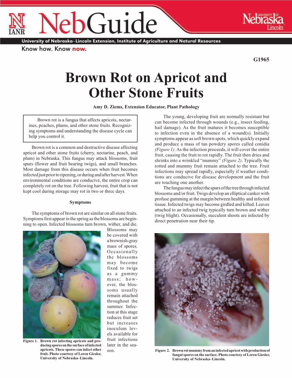 Brown Rot on Apricot and Other Stone Fruits Amy D