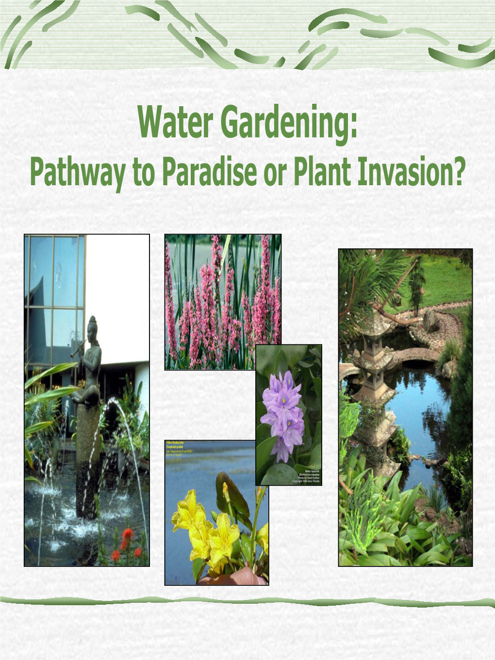 Water Gardening: Pathway to Paradise Or Plant Invasion? the Popularity of Water Gardening Is Steadily Increasing • the Number of U.S