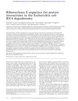 Ribonuclease E Organizes the Protein Interactions in the Escherichia Coli RNA Degradosome