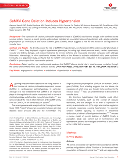Camk4 Gene Deletion Induces Hypertension