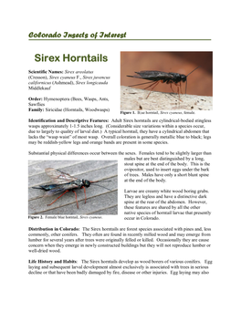 Sirex Horntails