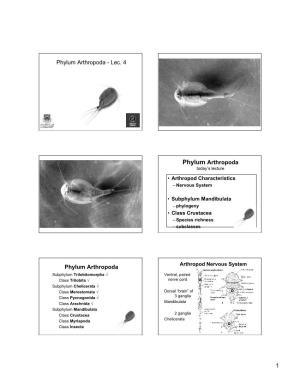 Phylum Arthropoda - Lec
