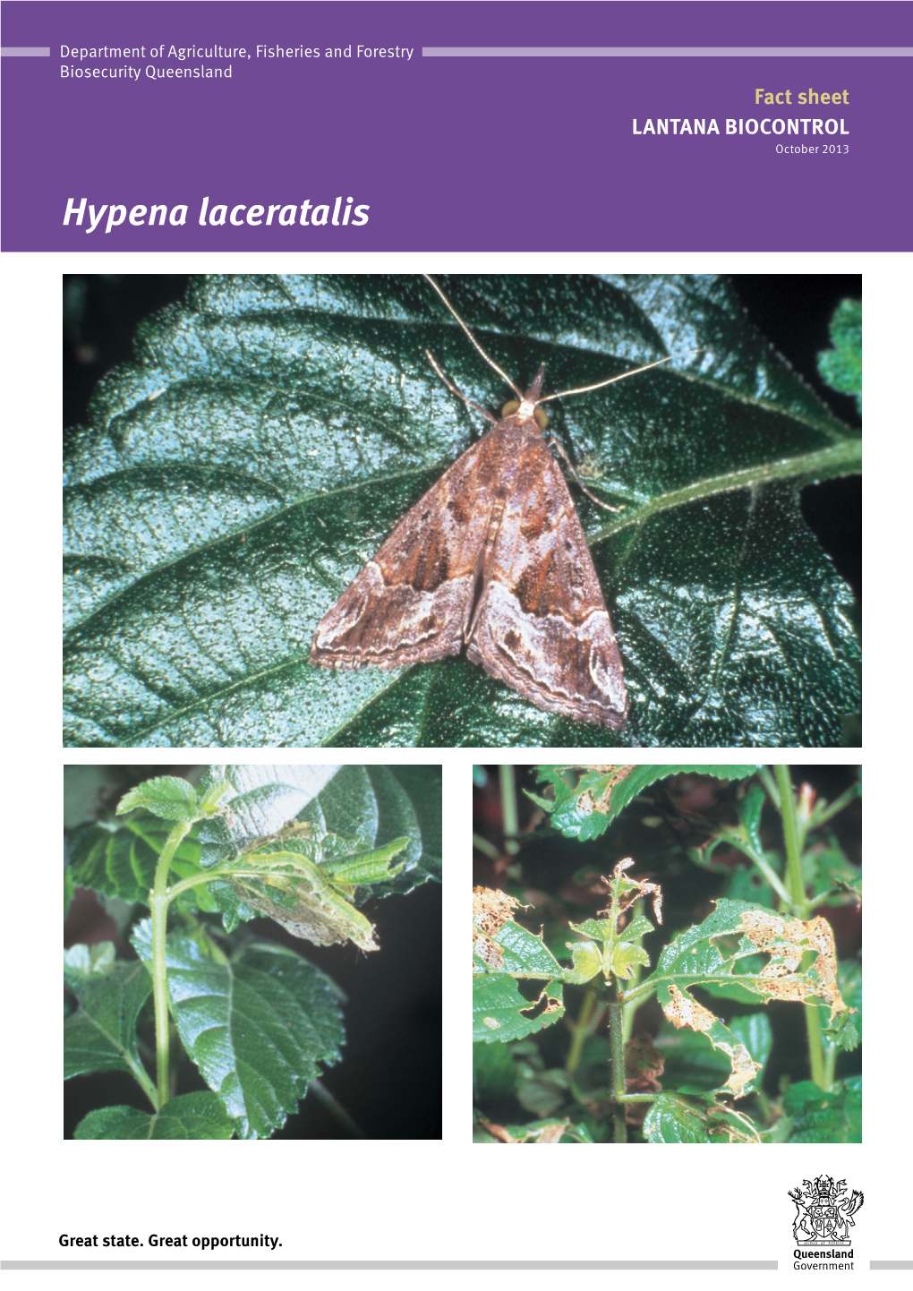 Hypena Laceratalis