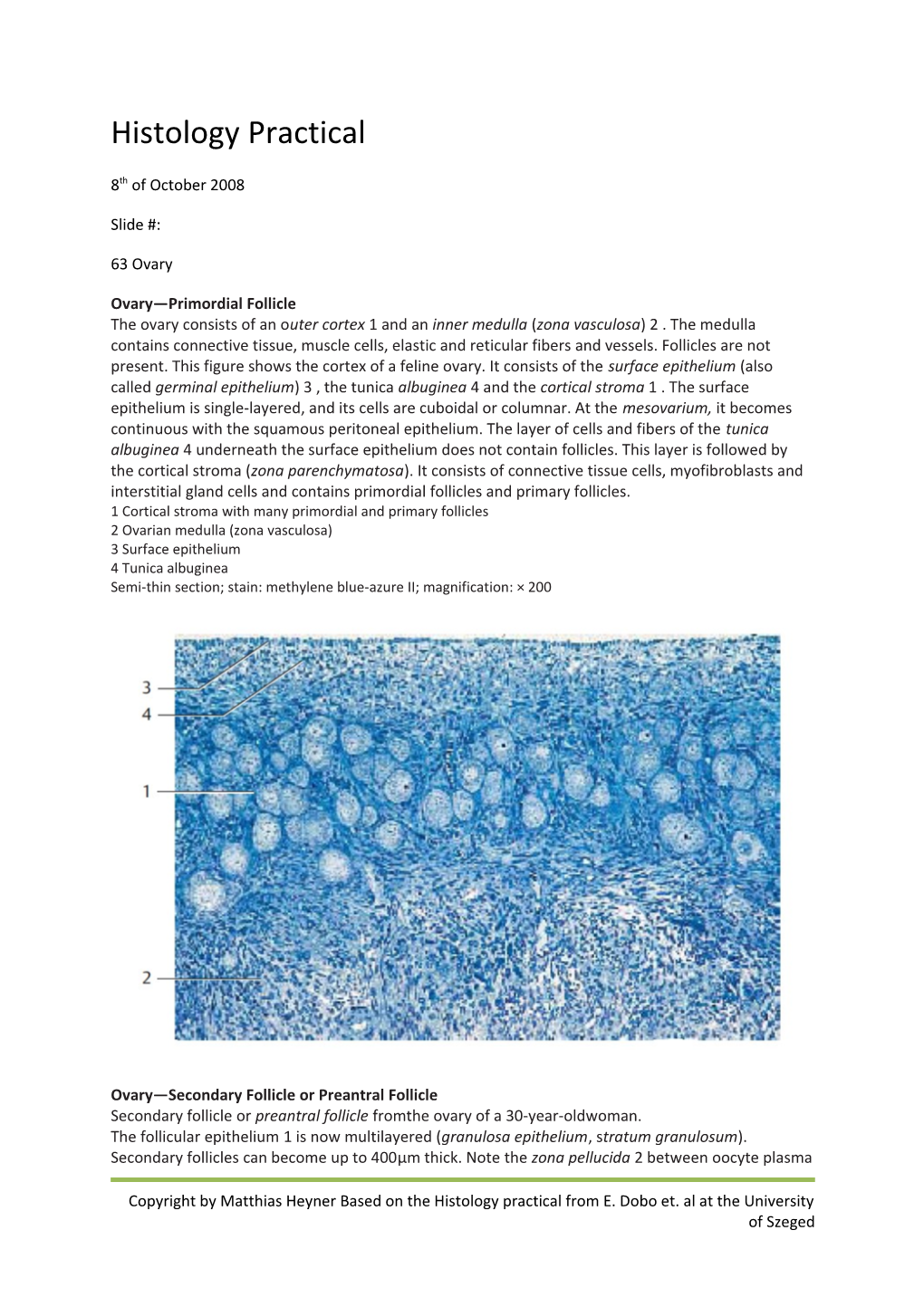 Ovary Primordial Follicle