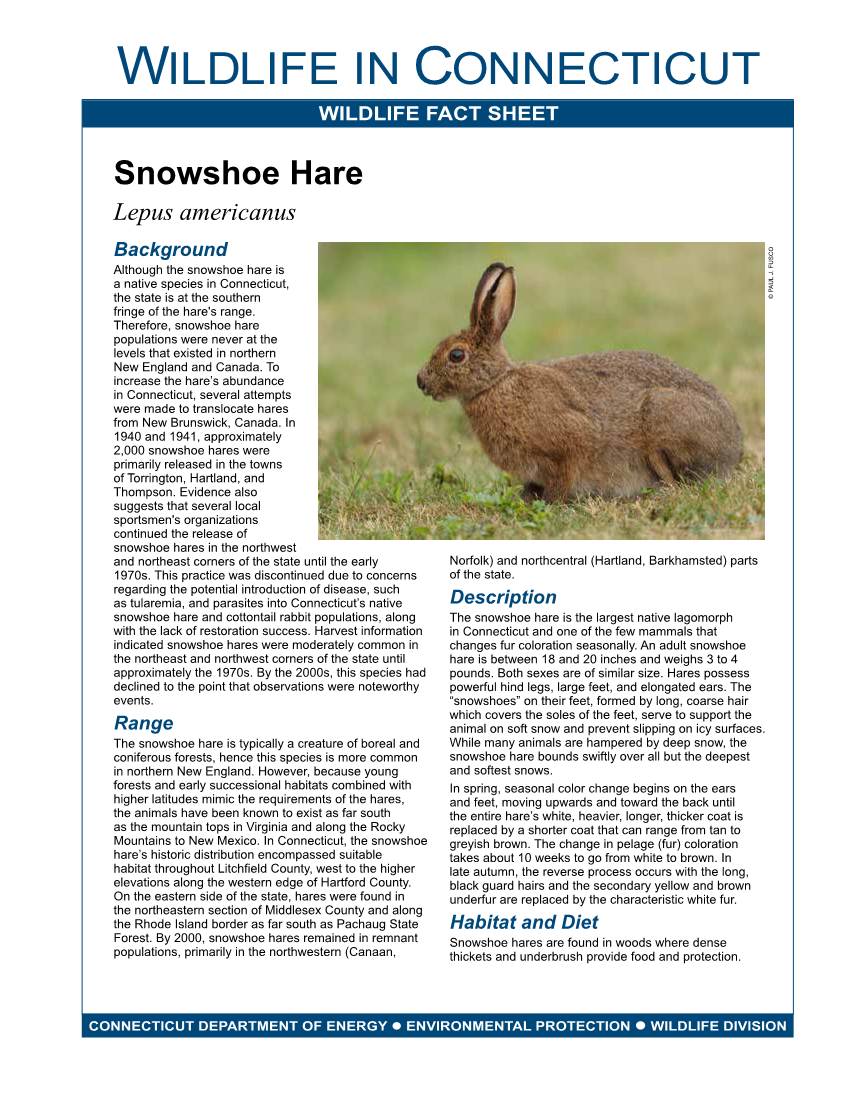 Snowshoe Hare Fact Sheet