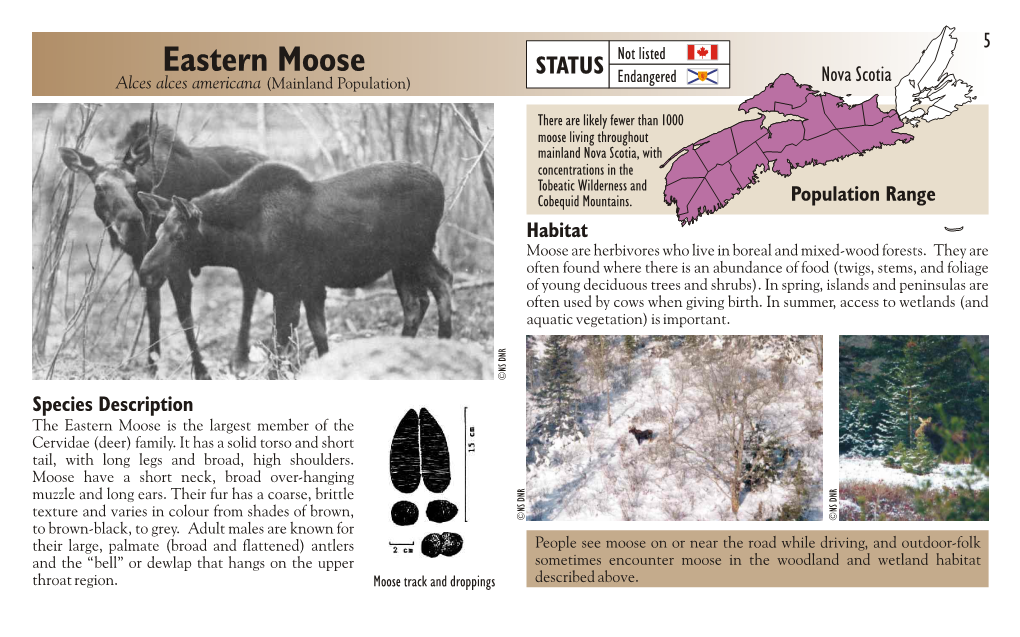 Eastern Moose Not Listed STATUS Endangered Nova Scotia Alces Alces Americana (Mainland Population)