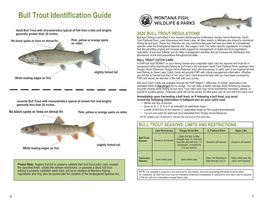 Bull Trout Identification Guide