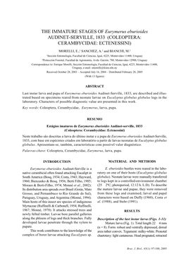 THE IMMATURE STAGES of Eurymerus Eburioides AUDINET-SERVILLE, 1833 (COLEOPTERA: CERAMBYCIDAE: ECTENESSINI)