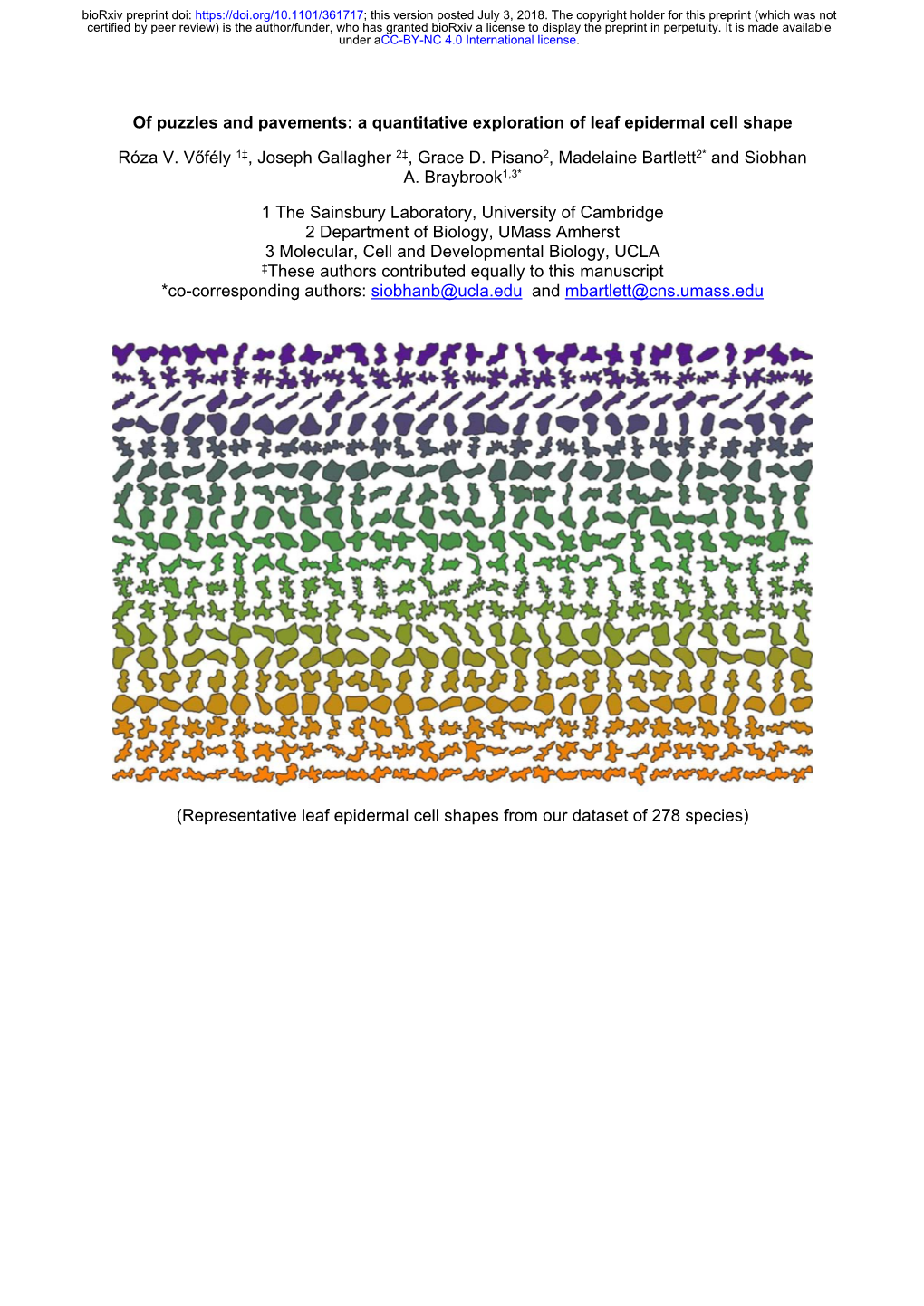 A Quantitative Exploration of Leaf Epidermal Cell Shape