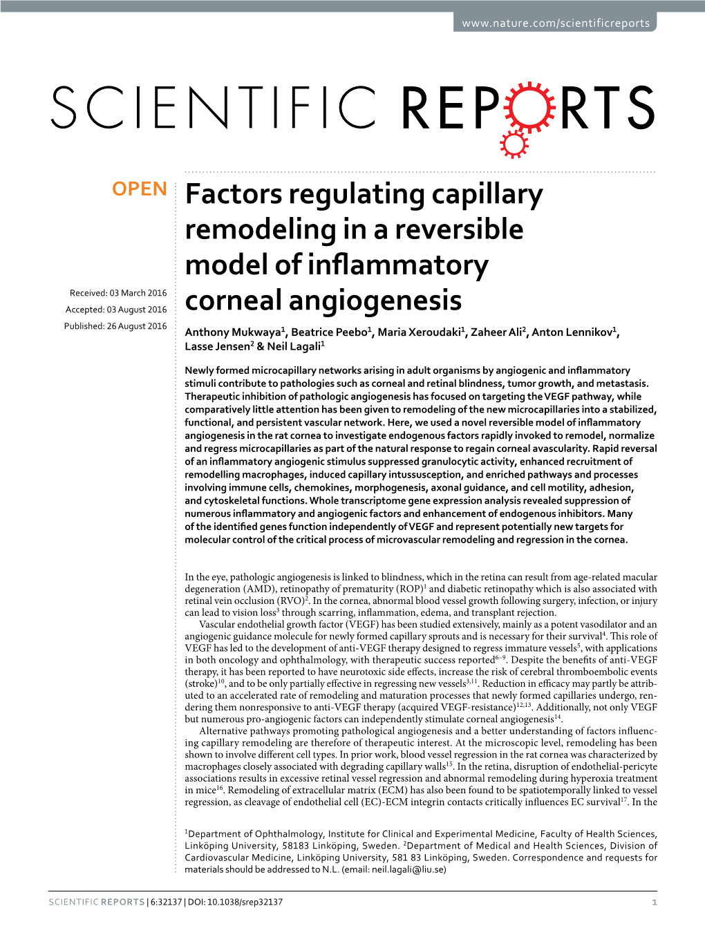 Factors Regulating Capillary Remodeling in a Reversible Model Of