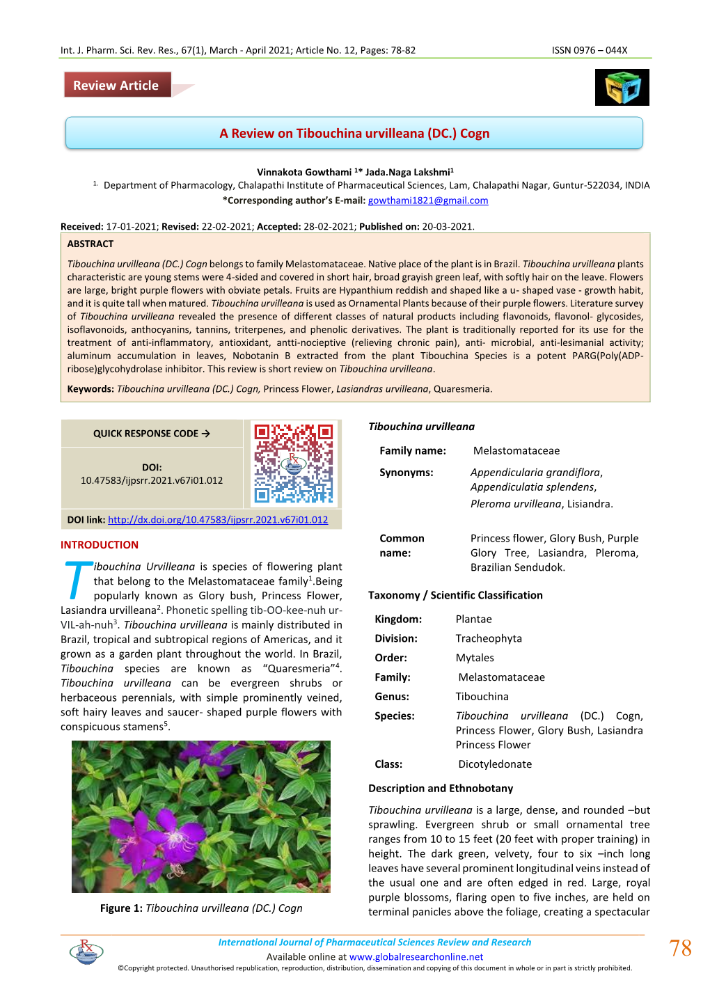 A Review on Tibouchina Urvilleana (DC.) Cogn