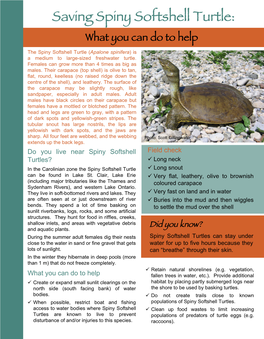 Spiny Softshell Turtle: What You Can Do to Help the Spiny Softshell Turtle (Apalone Spinifera) Is a Medium to Large-Sized Freshwater Turtle