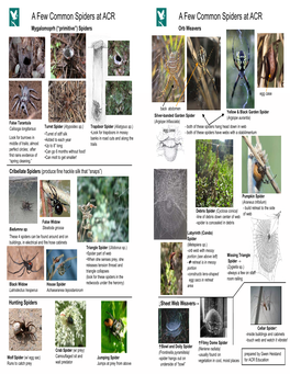 A Few Common Spiders at ACR a Few Common Spiders at ACR Mygalomoprh (“Primitive”) Spiders Orb Weavers