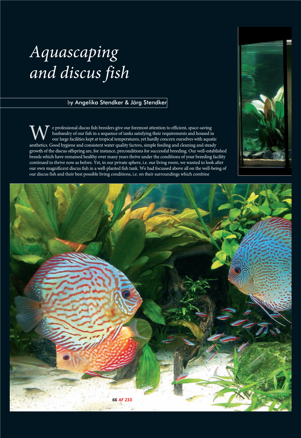 Aquascaping and Discus Fish