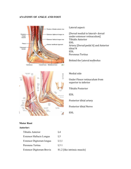 Anatomy of Ankle and Foot