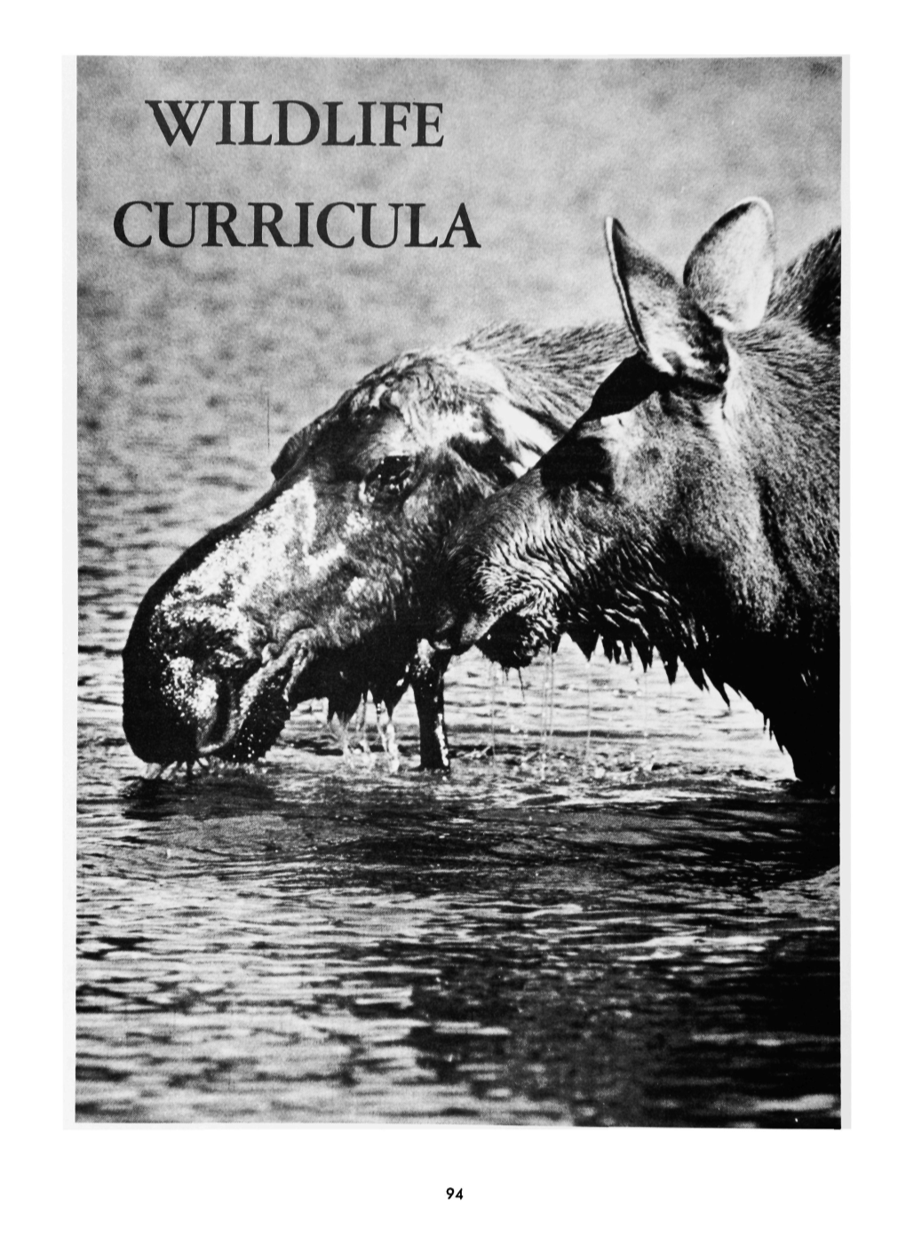 Wildlife Curricula