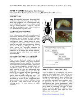 ROOT WEEVILS Coleoptera: Curculionidae Strawberry Root Weevil Otiorhynchus Ovatus, Black Vine Weevil O