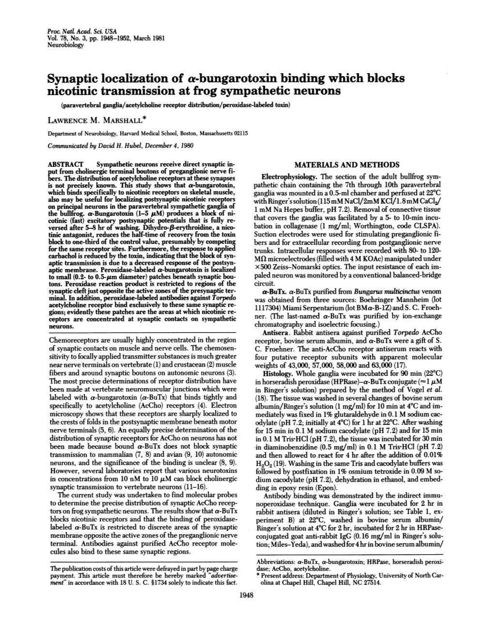 Synaptic Localization of A-Bungarotoxin Binding Which Blocks Nicotinic Transmission at Frog Sympathetic Neurons (Paravertebral Ganglia/Acetylcholine Receptor