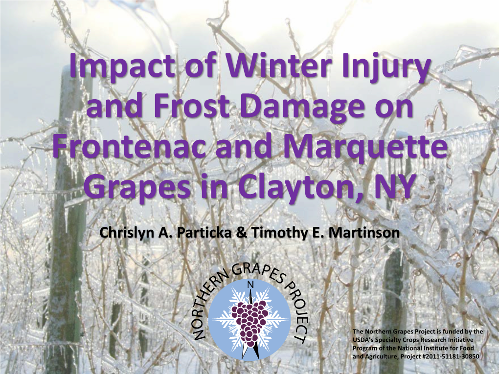 Managing Frontenac and Marquette for Profitability and Quality: Training Systems, Recovering from Winter and Spring Frost Injury