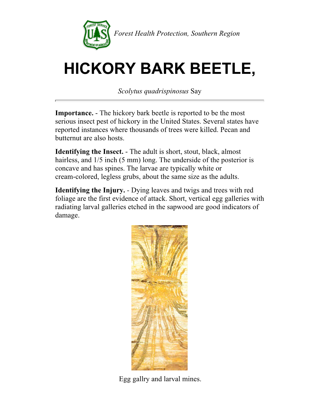 Hickory Bark Beetle