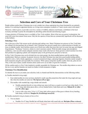 Selection and Care of Your Christmas Tree