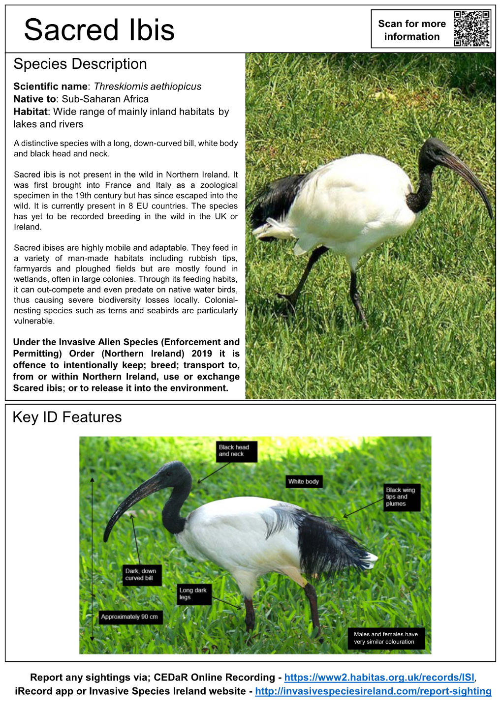 Sacred Ibis Information