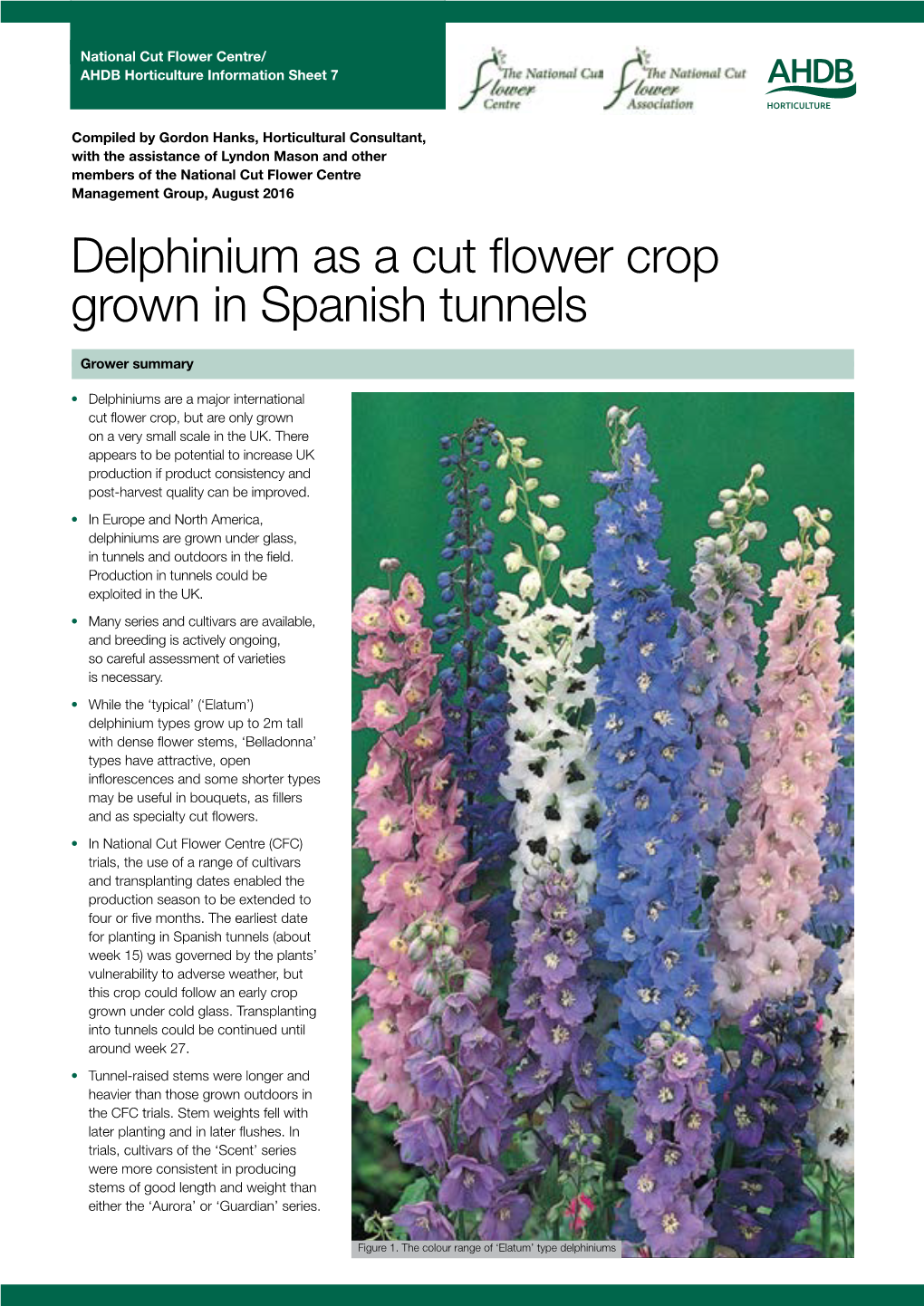 Delphinium As a Cut Flower Crop Grown in Spanish Tunnels