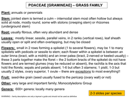 Poaceae [Gramineae] – Grass Family