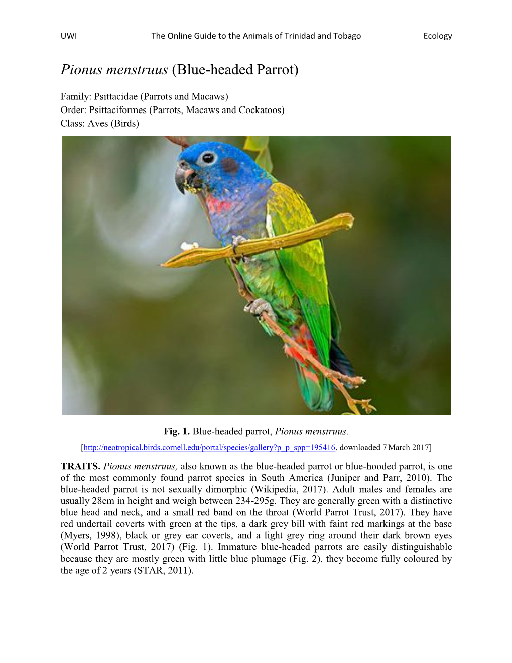 Pionus Menstruus (Blue-Headed Parrot)