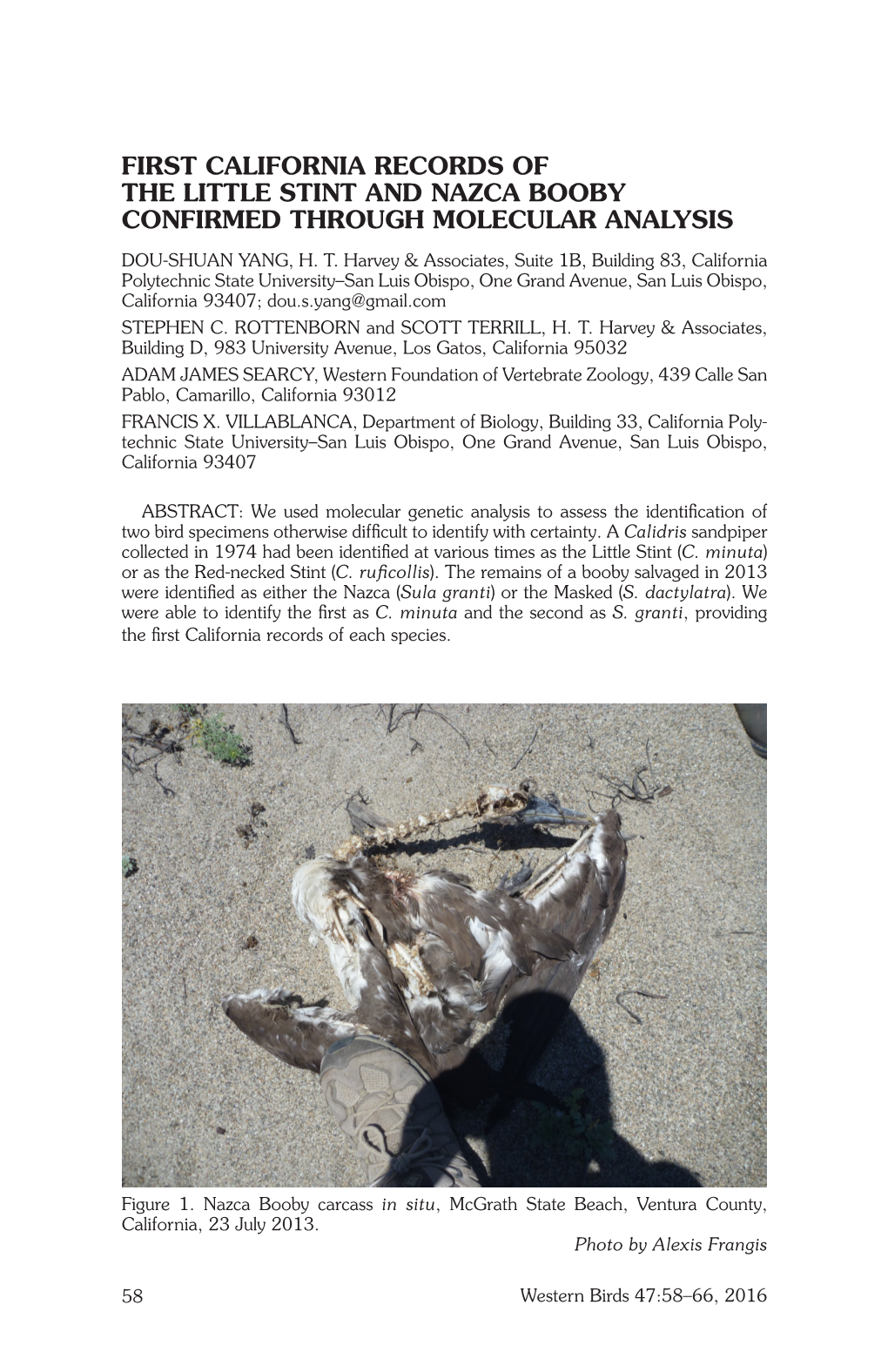 First California Records of the Little Stint and Nazca Booby Confirmed Through Molecular Analysis Dou-Shuan Yang, H