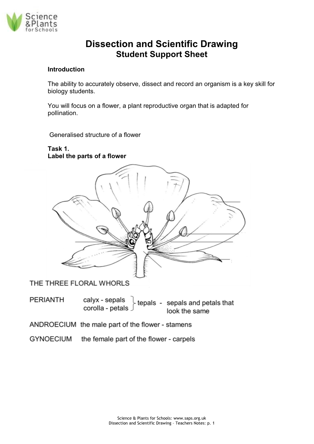 Dissection and Scientific Drawing