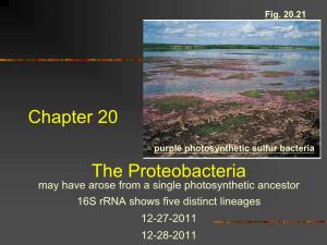 Chapter 20 the Proteobacteria