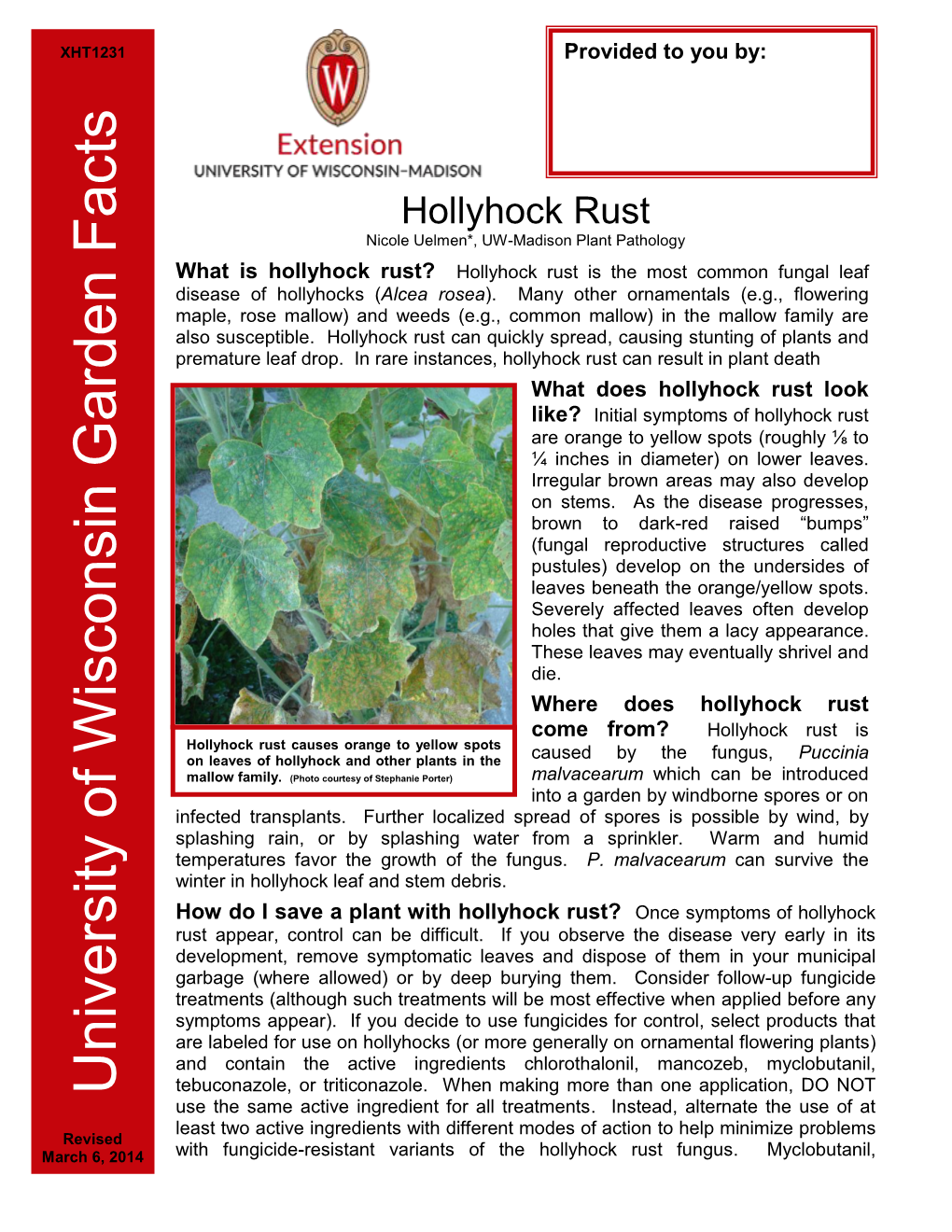 Hollyhock Rust Nicole Uelmen*, UW-Madison Plant Pathology