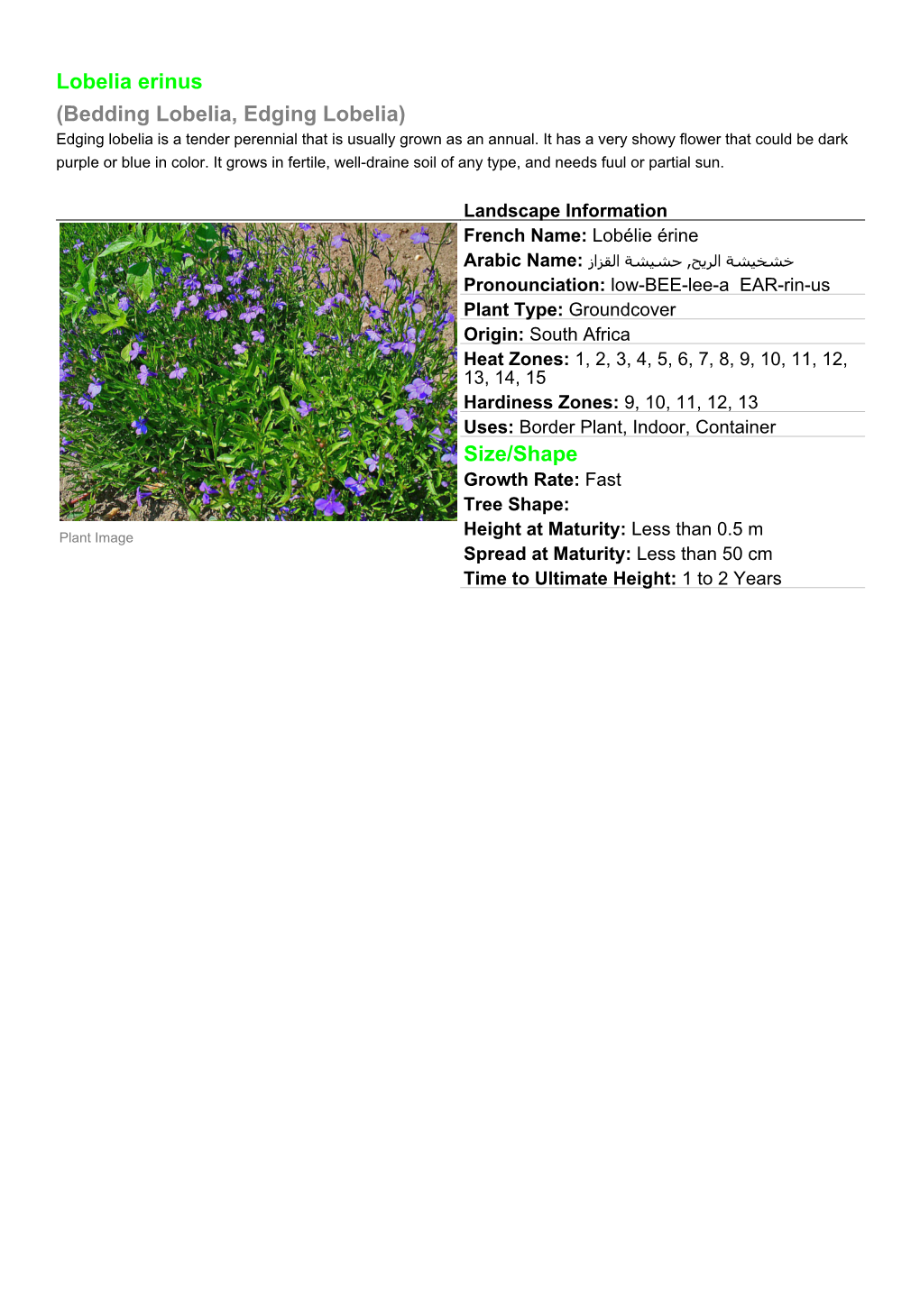 Lobelia Erinus (Bedding Lobelia, Edging Lobelia) Edging Lobelia Is a Tender Perennial That Is Usually Grown As an Annual