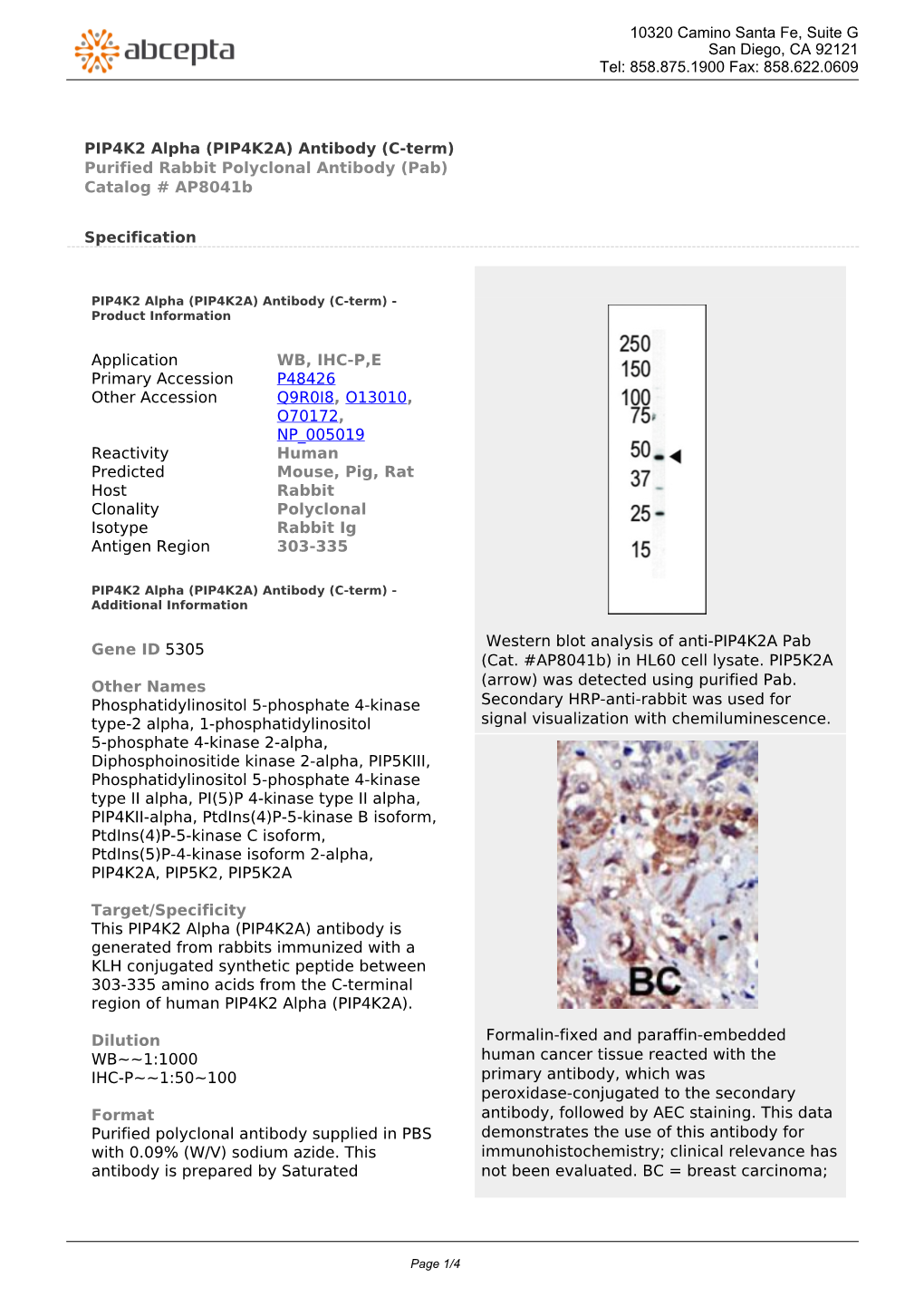 PIP4K2 Alpha (PIP4K2A) Antibody (C-Term) Purified Rabbit Polyclonal Antibody (Pab) Catalog # Ap8041b