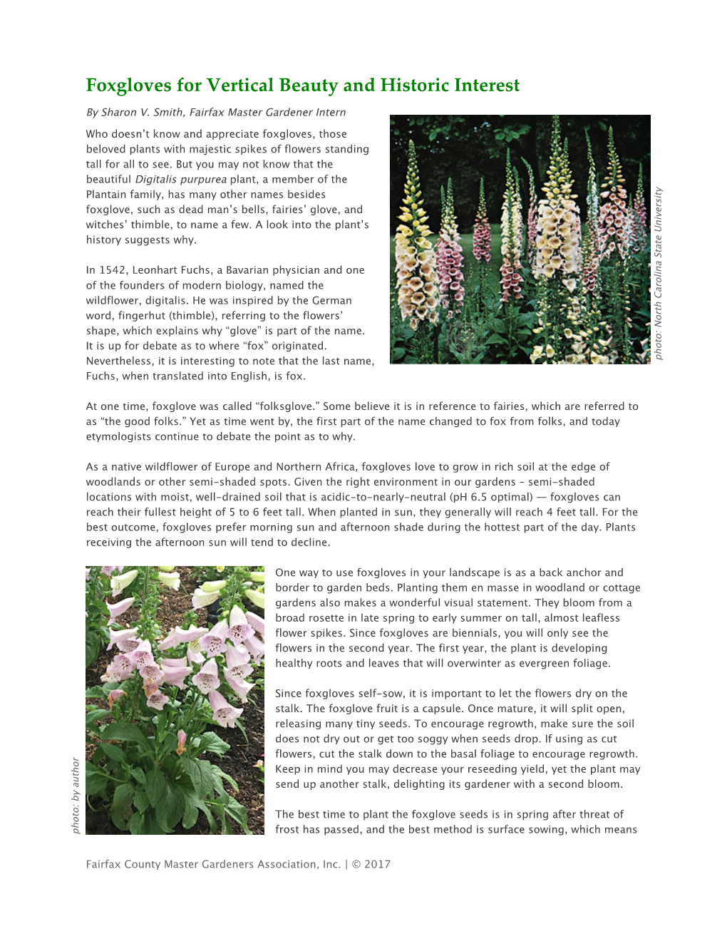 Foxgloves for Vertical Beauty and Historic Interest