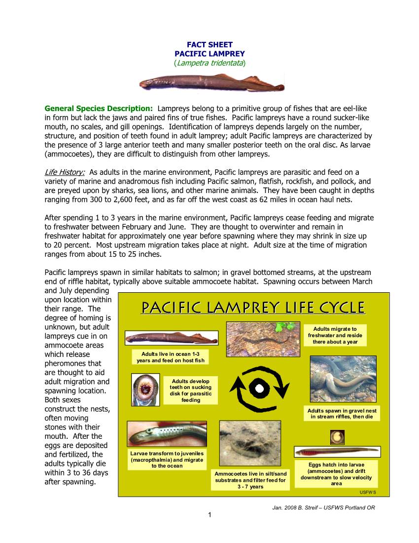 Pacific Lamprey Life Cycle - DocsLib