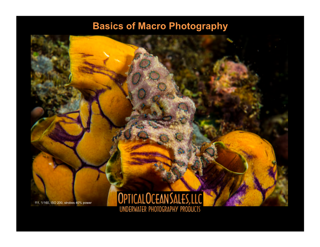 Basics of Macro Photography