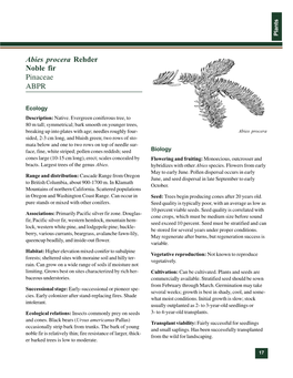 Abies Procera Rehder Noble Fir Pinaceae ABPR