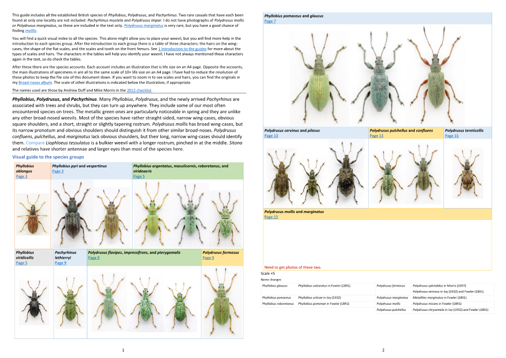 Polydrusus-And-Phyll